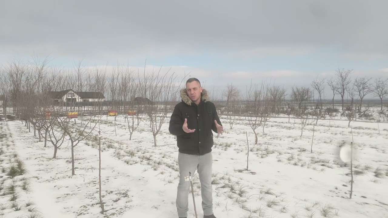 Cum influențează iarna și gerul pomii fructiferi | Vernalizare și rezistență la frig