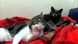 Gatinhos Tomando Banho