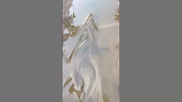 Bắt gặp con rắn đang tẩu thoát rất nhanh #뱀 #nest #animals #shorts #viral #trending #độngvậthoangdã