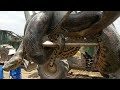 5 Biggest snakes in world Rare snakes