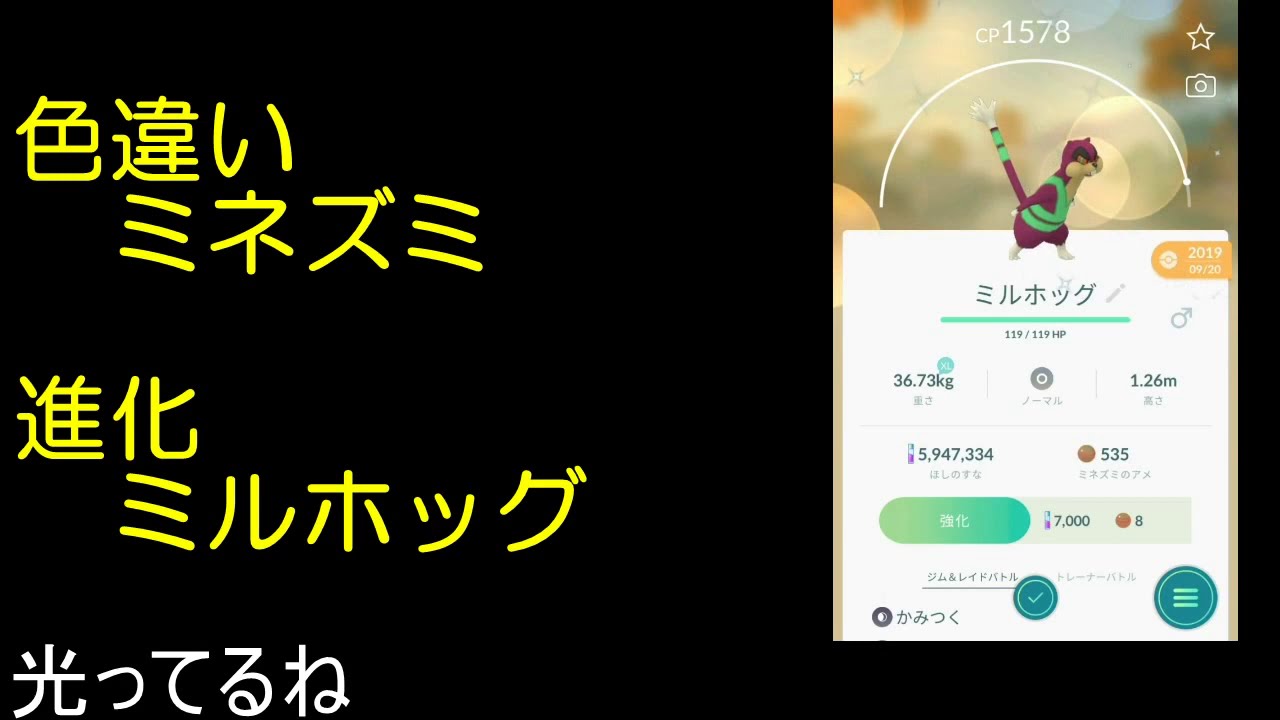 色違いミネズミ進化ミルホッグ ポケモンgo Youtube