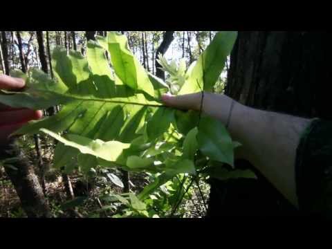 Hound's tongue fern, Kowaowao (Wild edibles of New Zealand)