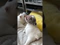 WHY SO CUTEE #funny #pibble #cute #belly