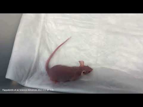 Mouse hindlimb transplantation