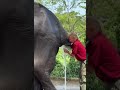 Enema of elephant in Cambodia 2023 05 19