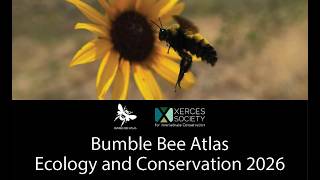 Bumble Bee Atlas: Ecology And Conservation: 2026