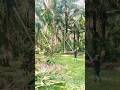 pruning sawit #review #shortsviral #tutorial #viral #youtubeshorts #video