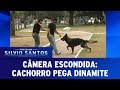 Cachorro pega dinamite | Programa Silvio Santos 