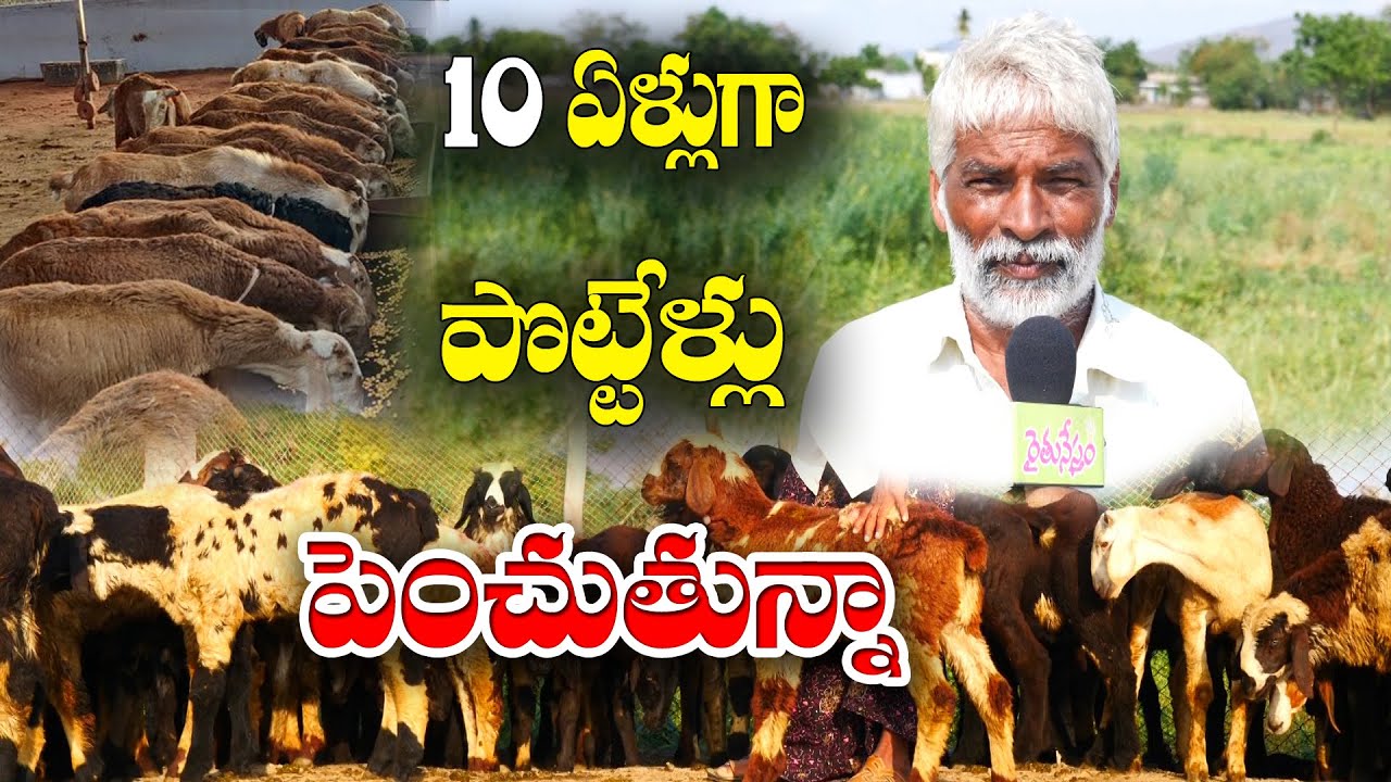 6 నెలలకో బ్యాచ్ తీస్తున్నాం || ఓపిక ఉంటే.. ఇందులో మంచి ఆదాయం || Sheep Farming || Narasimha Rao