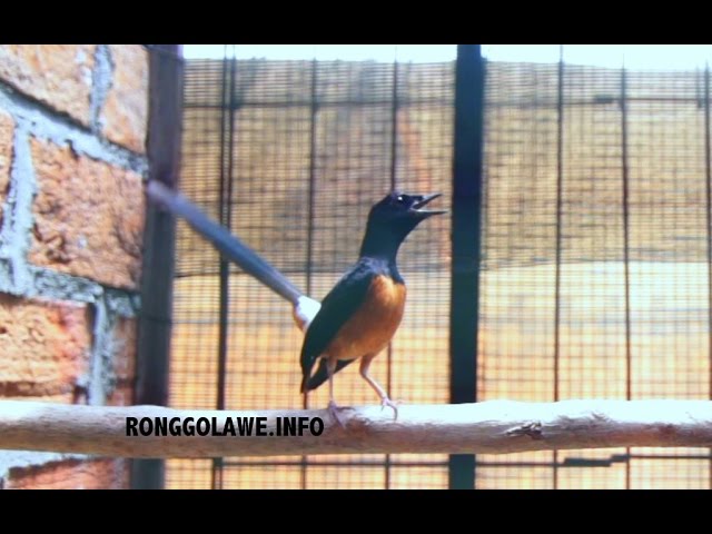 Ukuran Kandang Ternak Burung Murai Batu Part Ii Fasilitas Ternak Murai Batu Pasaman Dengan Ring Ebod Jaya - YouTube