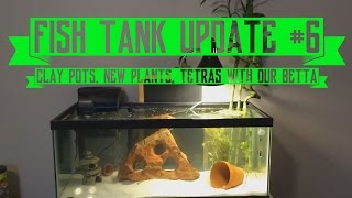 Fish Aquarium Update #6: Clay Pots, New Plants, & Tetras With Our Betta!