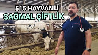 Bu Çiftlikte SADECE SAĞMAL Hayvanlar Var! / 1500 Kapasiteli İşletmede 515 Baş Hayvan