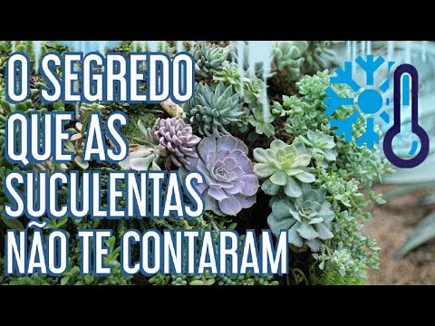 Vídeo: Inverno Suculentas dentro de casa - Como cuidar de plantas suculentas no inverno