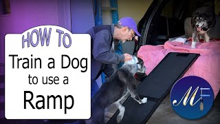 Train a Dog to Walk Up a Ramp  |  Gen7Pets Vehicle Ramp