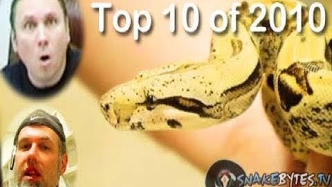 Snake Bytes TV - Top 10 Snakes : SnakeBytesTV