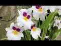 National Orchid Garden - The Sembcorp Cool House #orchid #flowers 