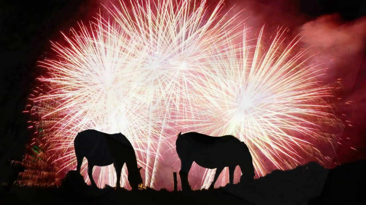 How To Put In Horse Ear Plugs Dealing With Fireworks and Horses YouTube