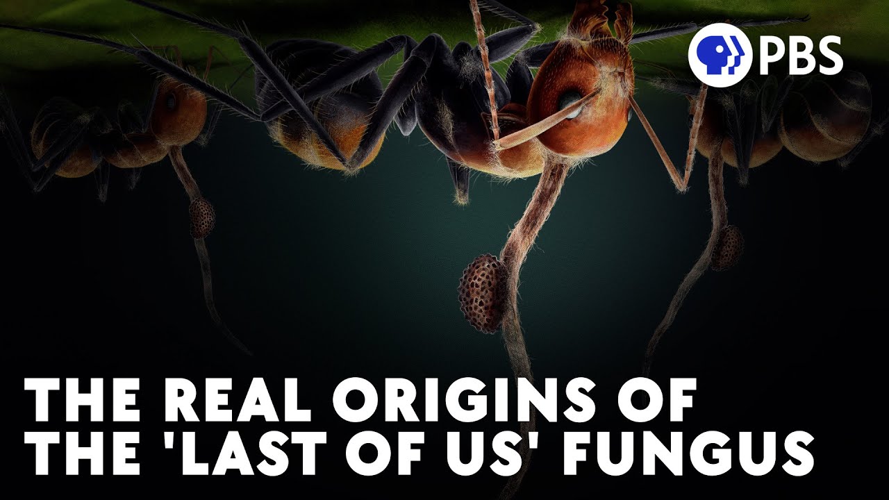 Cordyceps Turned These Ants Into Zombies YouTube Cordyceps Turned These Ants Into Zombies YouTube