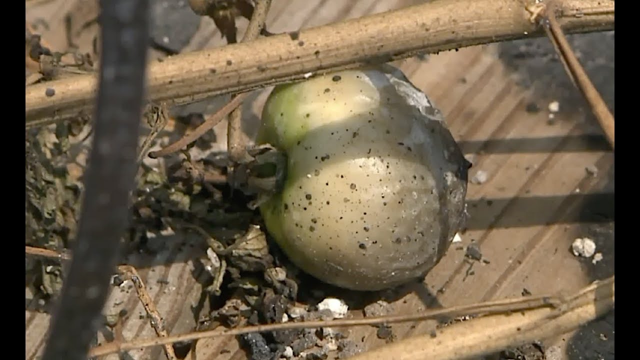Tomato plant on porch *Spontaneously Combusts* in direct sunlight