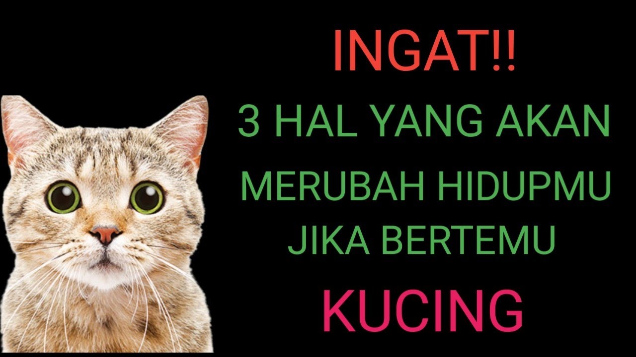 INGAT!!! ADA 3 HAL YANG BISA MERUBAH HIDUPMU BILA BERTEMU DENGAN KUCING