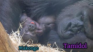 Baby gorilla turns 6 weeks old | The Lomako’s Group