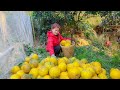 Harvest grapefruit home  grapefruit jam recipe  live with nature  lu th hoi