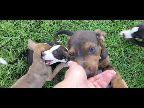 Βίντεο: Catahoula Leopard Dog Dog Breed Υποαλλεργικό, Υγεία και Διάρκεια Ζωής