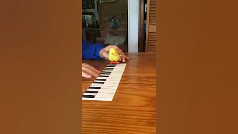 Talented chicken plays Happy Birthday on piano