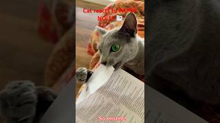 Cat reacts to PAPER NOISE ?