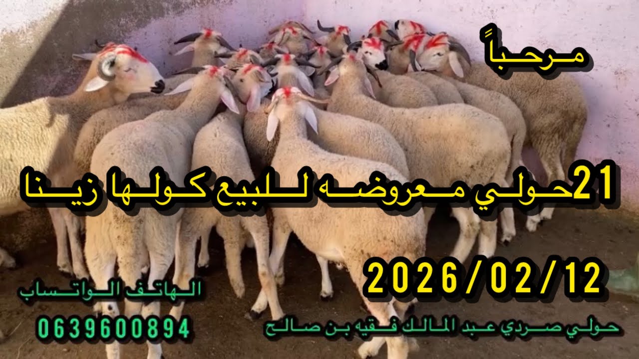 بسم الله #21حولي #معروضةللبيع #مرحبا__بالجميع #برطاجي الله يحفظكم #تدلة #دارالبيضاء #2026/02/12 