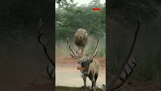 Tak Sadar Dikejar Singa Rusa Ini Tetap Tenang shorts animals lion deer rusa