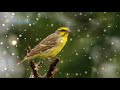 Kicau Burung Mozambik Gacor Suara Ngerol Isian Untuk Masteran Omkicau(.mp3 .mp4) Mp3 - Mp4 Download