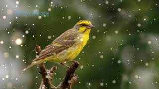 Kicau Burung Mozambik Gacor Suara Ngerol Isian Untuk Masteran..!!