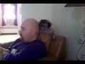 Pug licking bald head