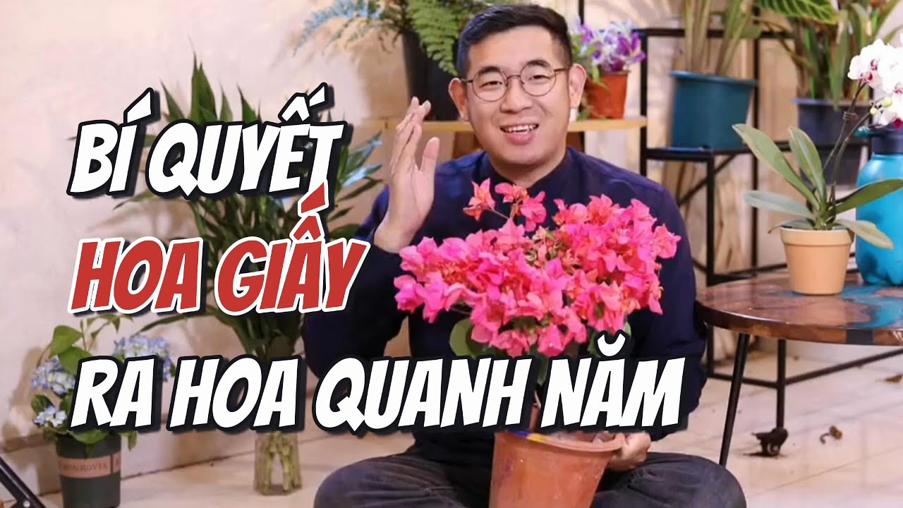 Bí Quyết Trồng HOA GIẤY SIÊU NHIỀU HOA, Rực Rỡ Quanh Năm