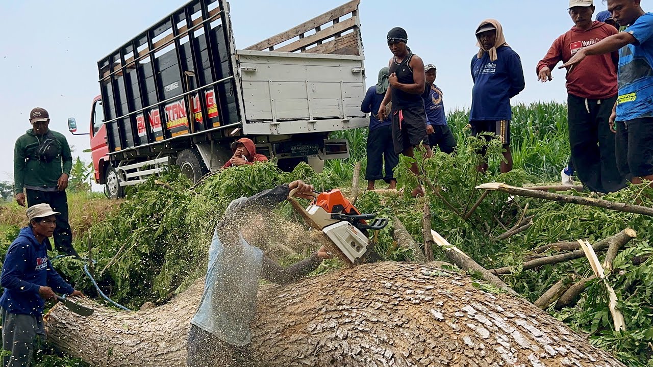 Draining time and energy... Cut down many trees across the river ‼️ ...