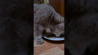 котик кушает