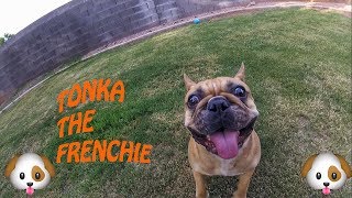 French Bulldog Puppy Plays With Gopro