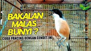 MASTERAN SUARA CENDET PALING Banyak DICARI FULL ISIAN Satu Titik