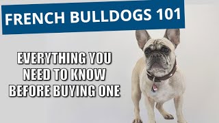 French Bulldog 101:  Everything you need to know about this breed