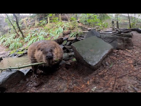 Furry Beaver Carries A Big Stick