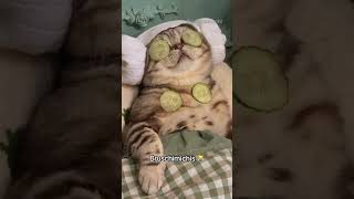 Bruschimichis 63 - Insta Twitch Yt Pablo Bruschi