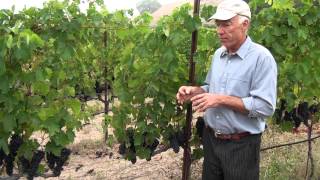 What Can You Use in Organic Grape Growing