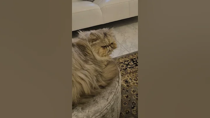 Watch the video about Persian Cat Drama #persiancat #gatos #funnycats