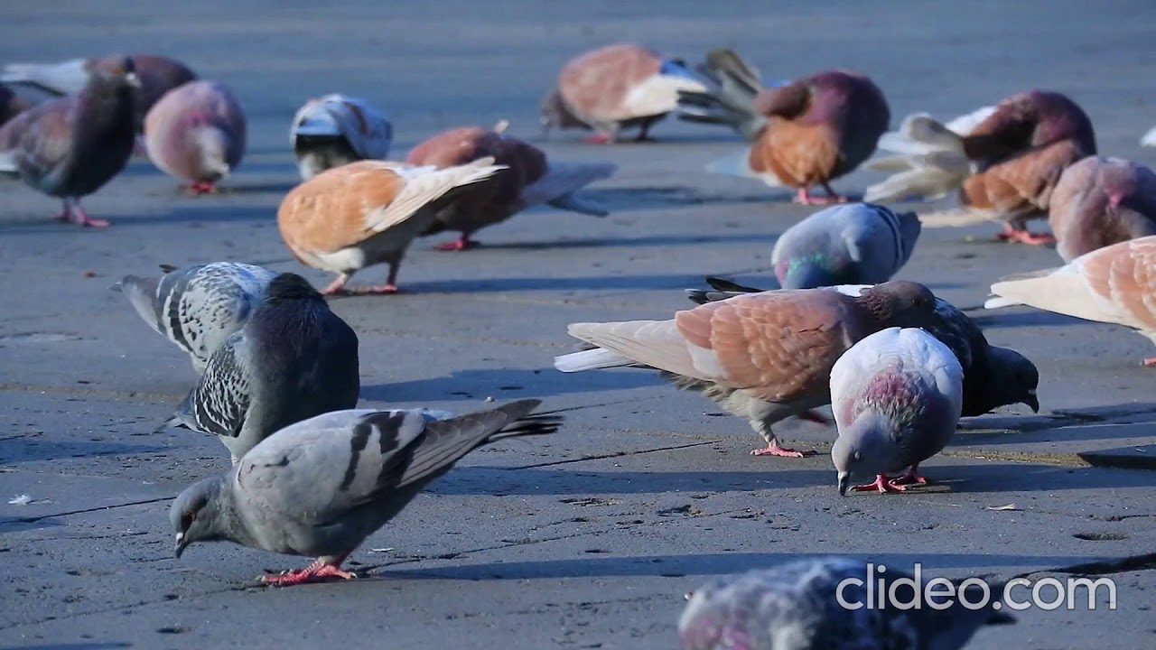 Pigeon Eating Videos - YouTube