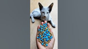 ASMR ✨ Satisfying Reverse Beads & Cat Magic#shorts #cat #asmrvideos #beadsmagic #satisfyingvideo