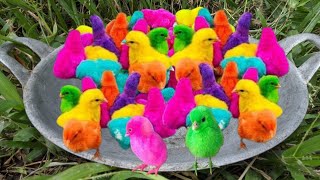 Catch rainbow chickens, colorful chickens, goose ducks, ornamental fish, hamsters, turtle rabbits