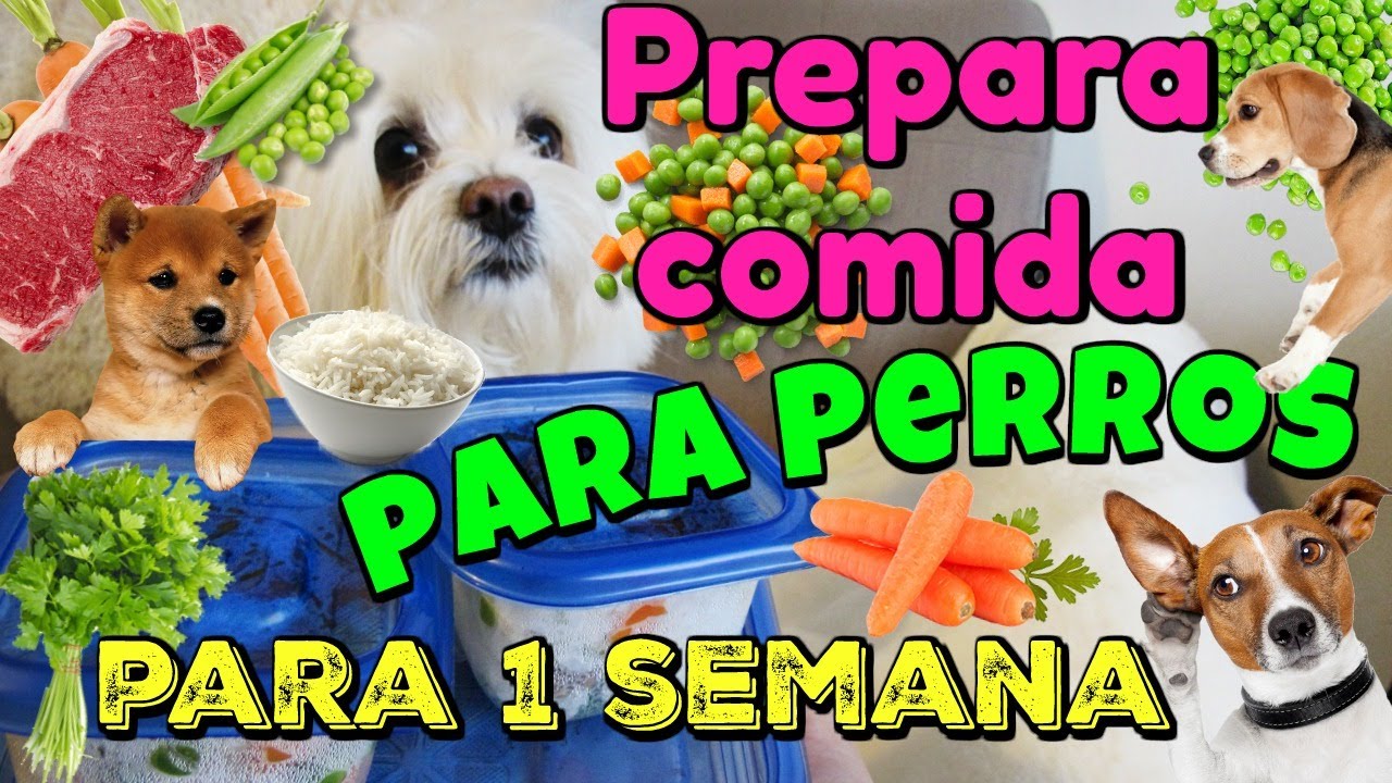 Prepara comida para el PERRO para 1 SEMANA, Meal Prep, Coton de Tulear I Lorentix