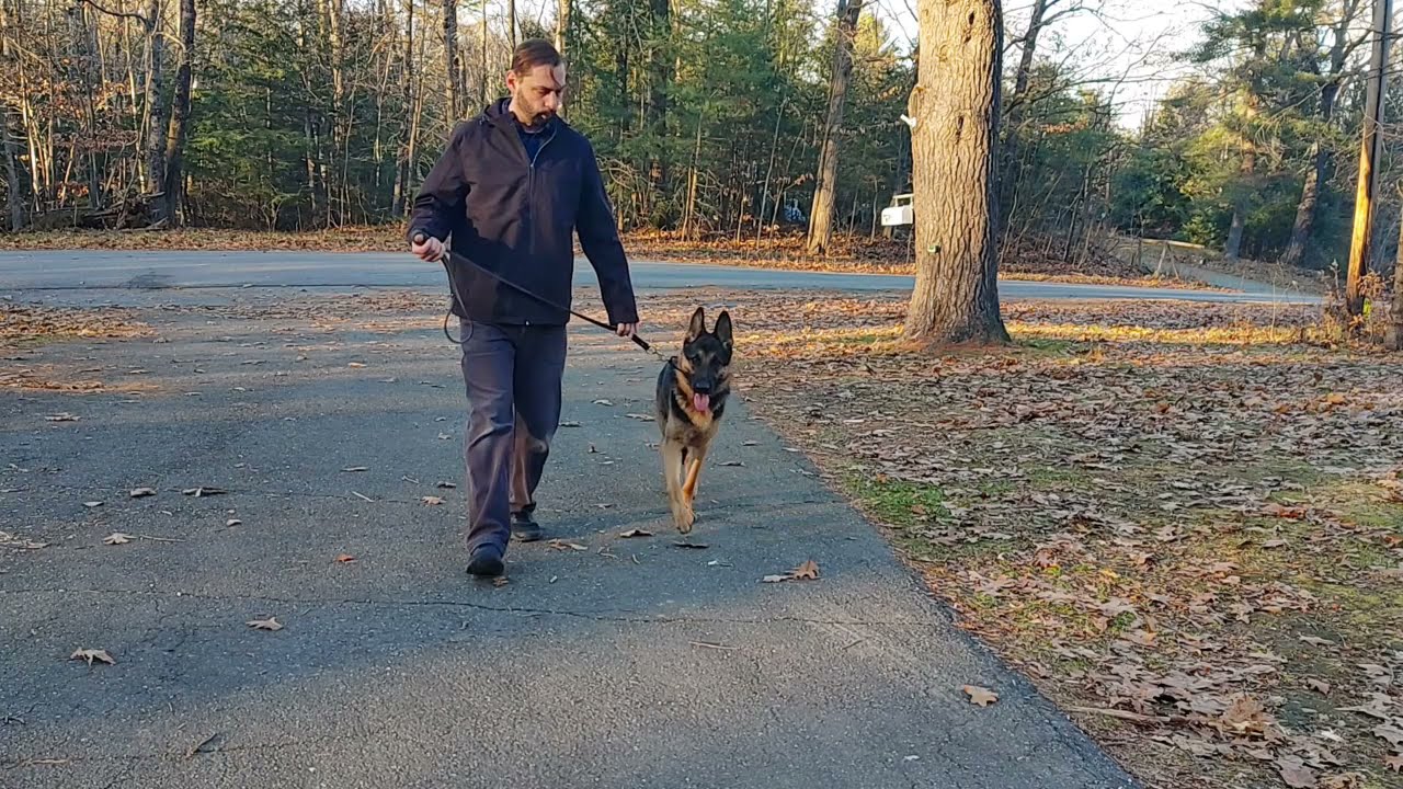 blue collar k9 training