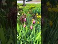 Spring of Canada #nature #aesthetic #flowers #garden #tulip #lake #beach #ontario #canada